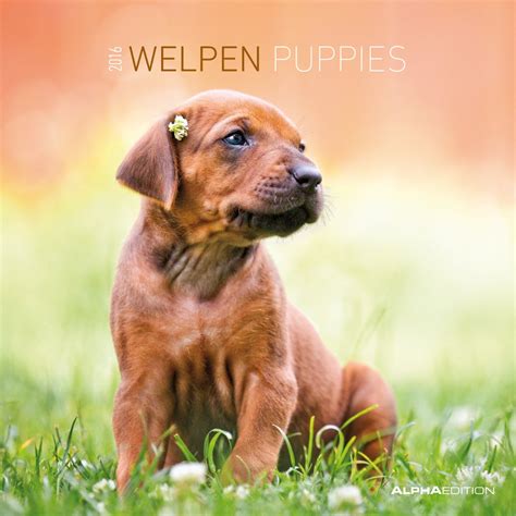 welpen 2016 brosch renkalender tierkalender wandplaner Epub