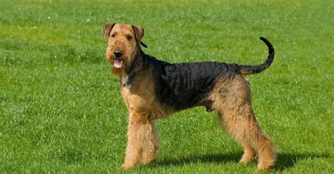 welsh terrier airedale
