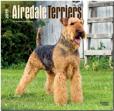 welsh terriers 2015 square 12x12 multilingual edition Kindle Editon