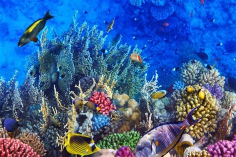 wereld onder water de dierenwereld van de middellandse zee Epub