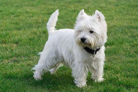 west highland white terrier excellence Doc