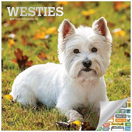 west highland white terriers calendar Kindle Editon