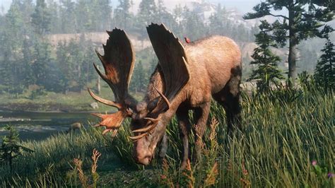 western bull moose rdr2