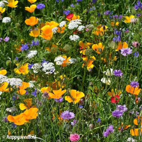 westeuropas mooiste planten 120 bos en weidebloemen in kleur Reader