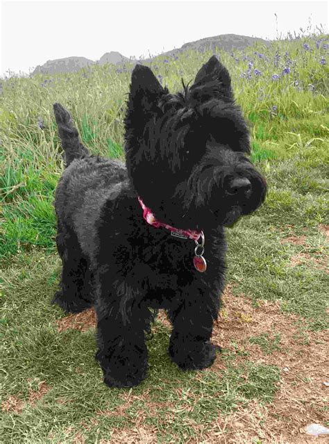 westie highland terrier black