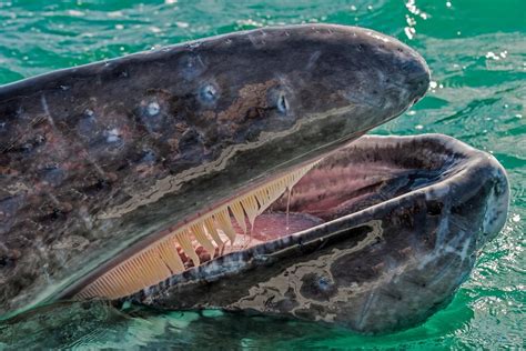 whale teeth