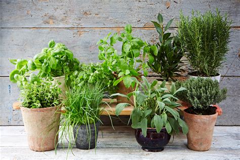 what about herbs? growing and using herbs Reader