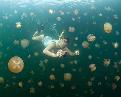 what airport to get to palau jellyfish lake