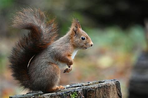 what bird food do squirrels not like