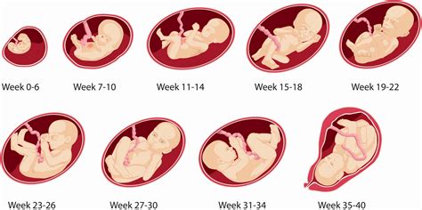 what can you expect at 17week and3days Reader