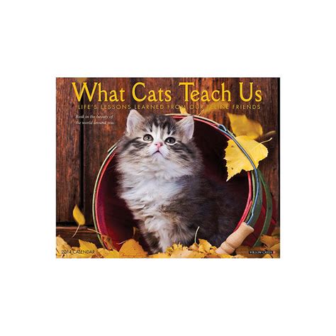 what cats teach us 2014 wall calendar Doc