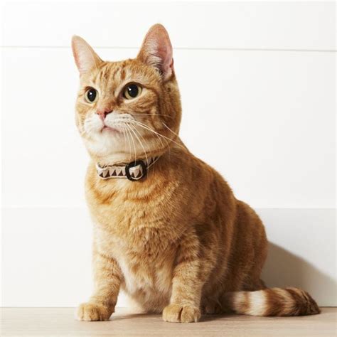 what color collar for orange cats