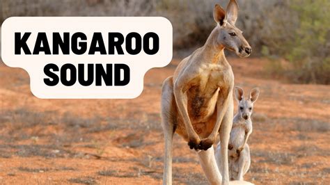 what do you do with a kangaroo? audio PDF