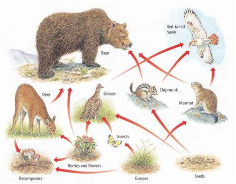 what eats what in forest food chain Doc