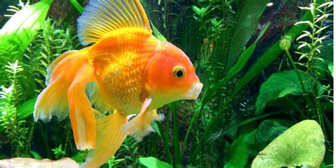 what fish can live with goldfish