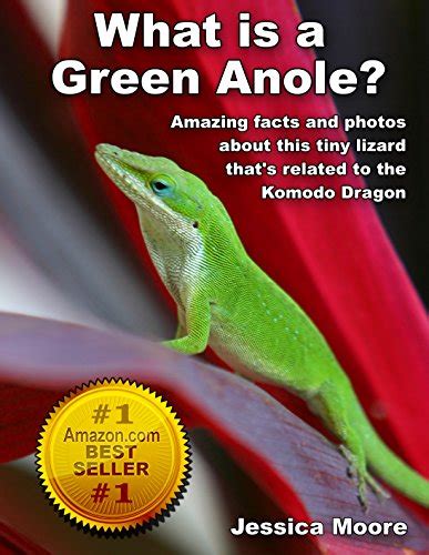 what is a green anole? amazing facts and photos about this tiny lizard thats related to the komodo dragon Reader