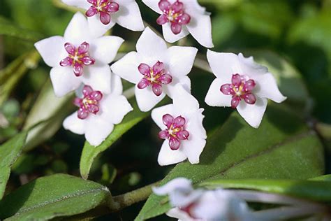 what is a hoya