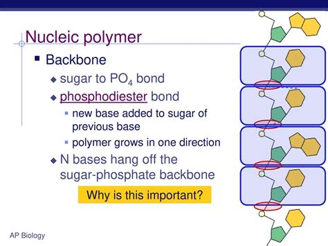 what is a polymer ap bio