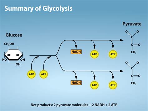 what is not required for glycolysis to occur