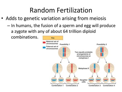 what is random fertilization