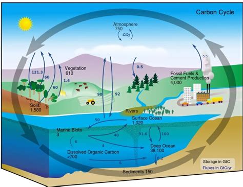 what is the main reservoir of carbon