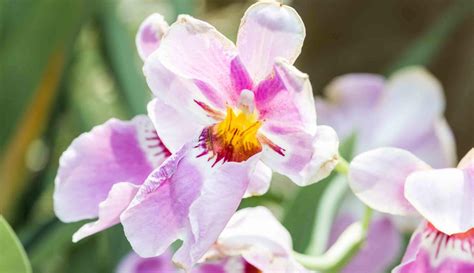 what is the national flower of singapore