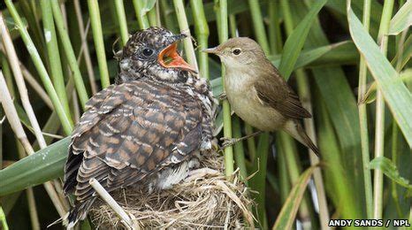what is the symbiotic relationship between cuckoo/warbler