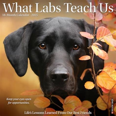 what labs teach us what labs teach us PDF