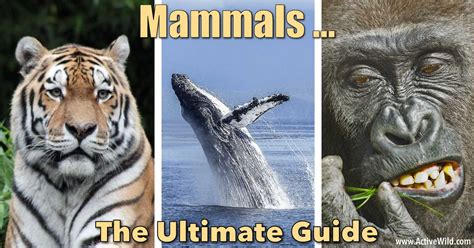 what makes a mammal a mammal Doc