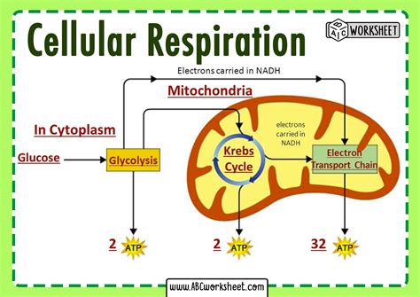 what organelle does cellular respiration occur in