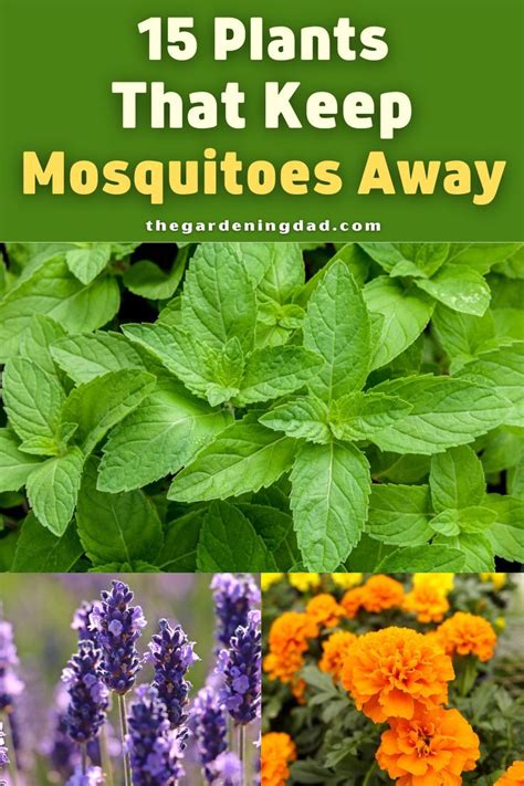 what plant keeps mosquitoes away