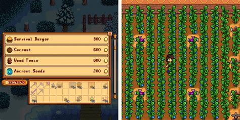 what to do with ancient fruit stardew