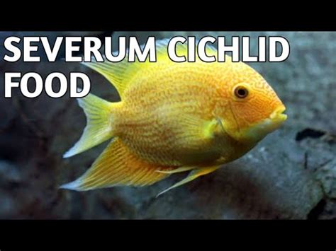 what type of food do severum fish like