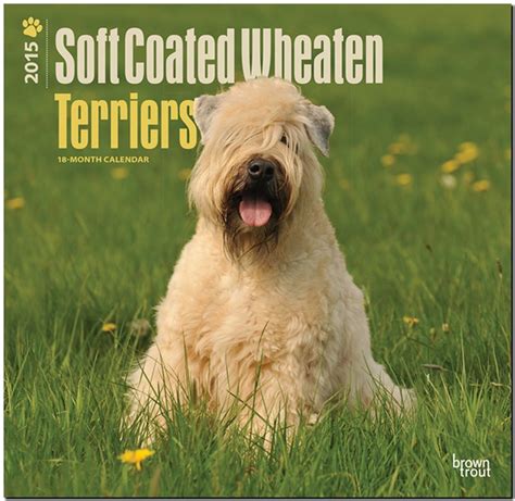 wheaten terriers soft coated 2015 square 12x12 multilingual edition Reader