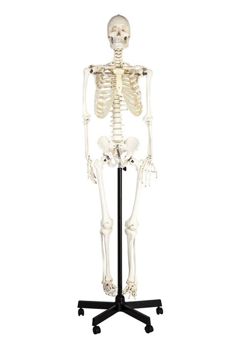 wheeled skeleton