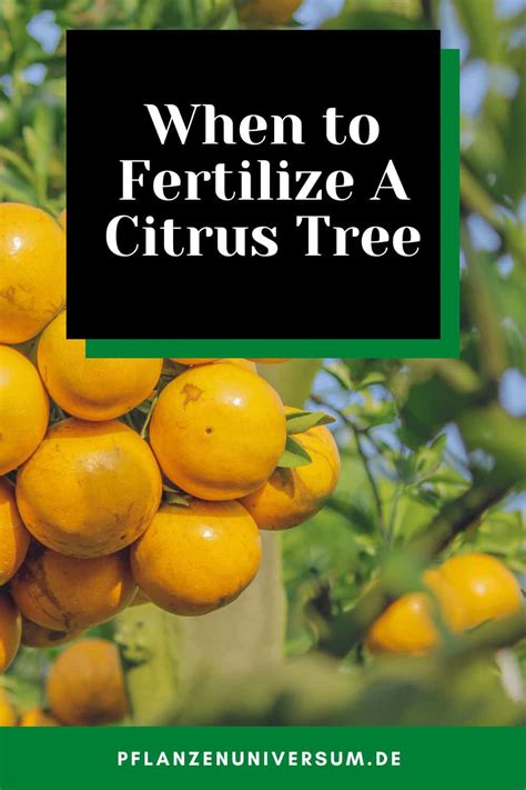 when to fertilize citrus