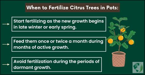 when to fertilize citrus trees