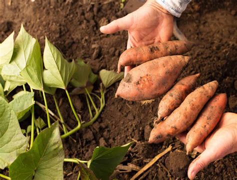 when to harvest sweet potatoes