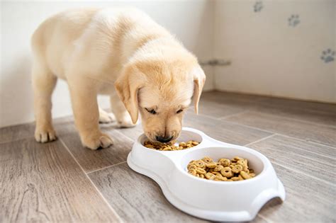 when to stop giving puppy food