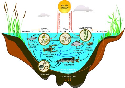 where are decomposers found in a lake ecosystem