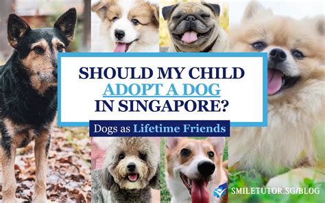 where to adopt a dog in singapore