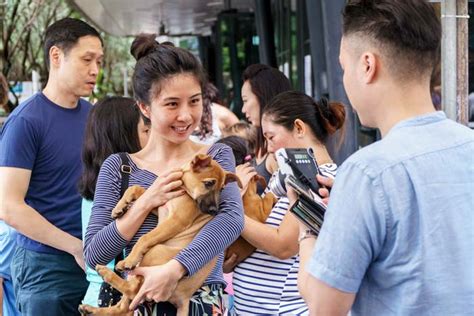 where to adopt a puppy in singapore