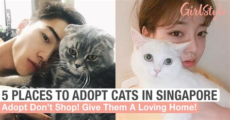 where to adopt cats in singapore