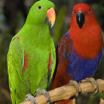 where to buy parrot in singapore