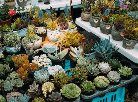 where to buy plants in singapore