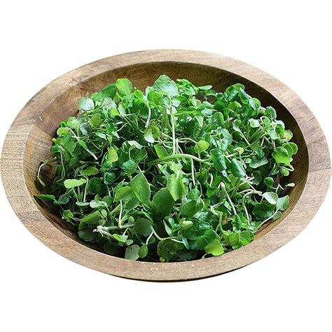 where to purchase watercress