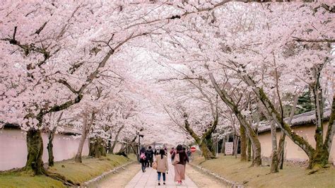 where to see sakura in japan