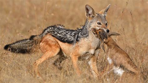 which animal eats jackal berry