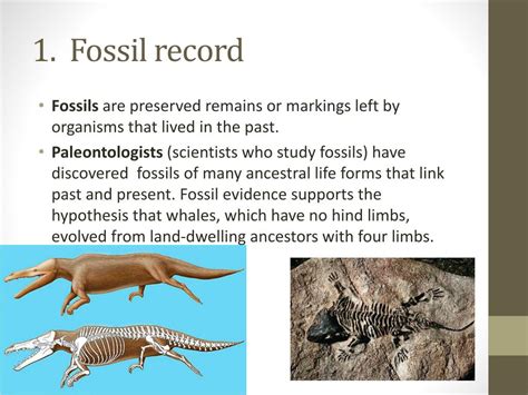 which best describes the fossil record