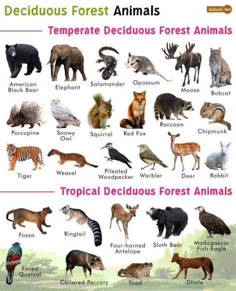 which carnovre animals live in deciduous forestss